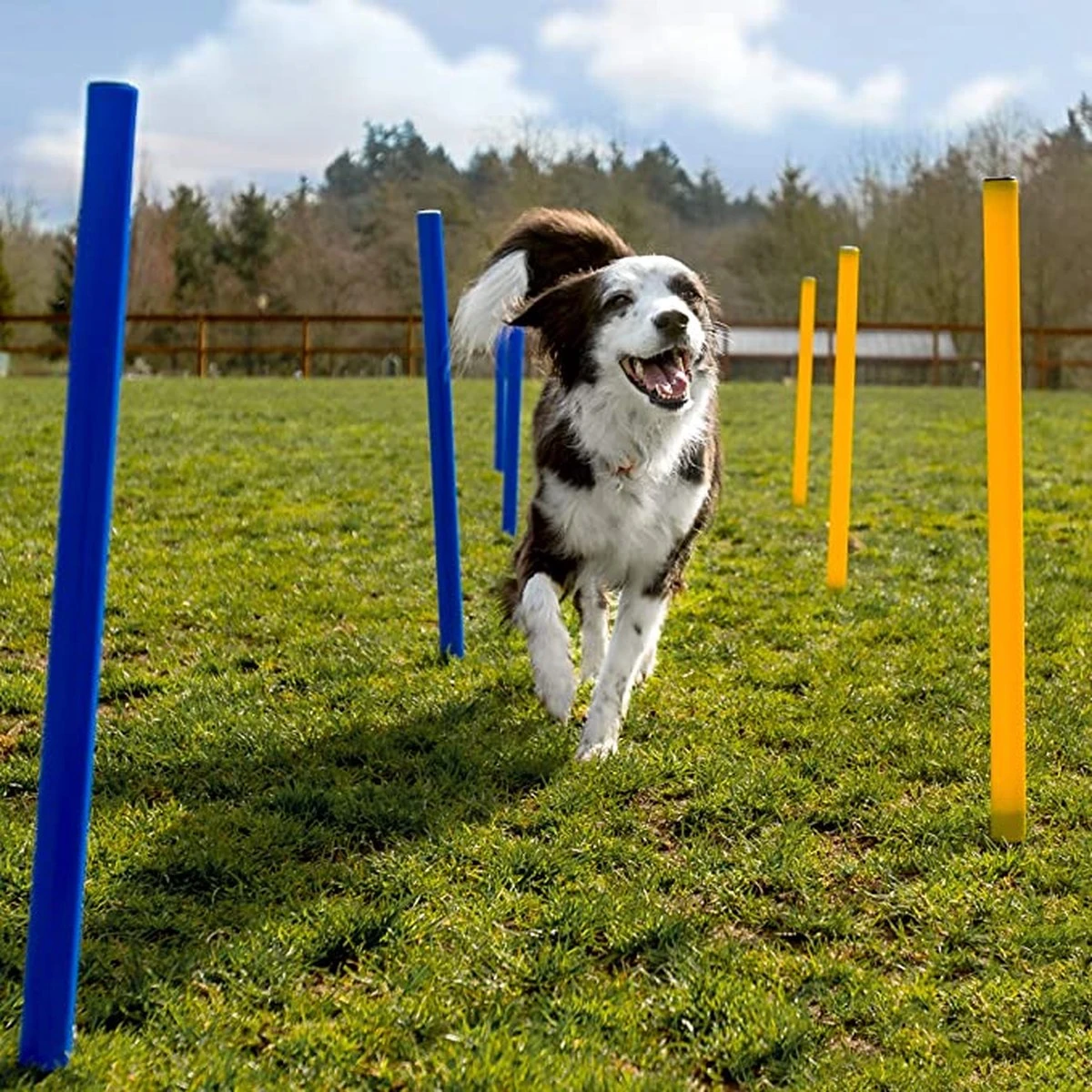 Agility Voor De Hond - 16 Delig - Agility Set - Hondentunnel - Horde - Slalom Palen - Honden Training Set - Honden Behendigheidsset - Agility Toestellen 9 Agility Voor De Hond - 16 Delig - Agility Set - Hondentunnel - Horde - Slalom Palen - Honden Training Set - Honden Behendigheidsset - Agility Toestellen - Afbeelding 7