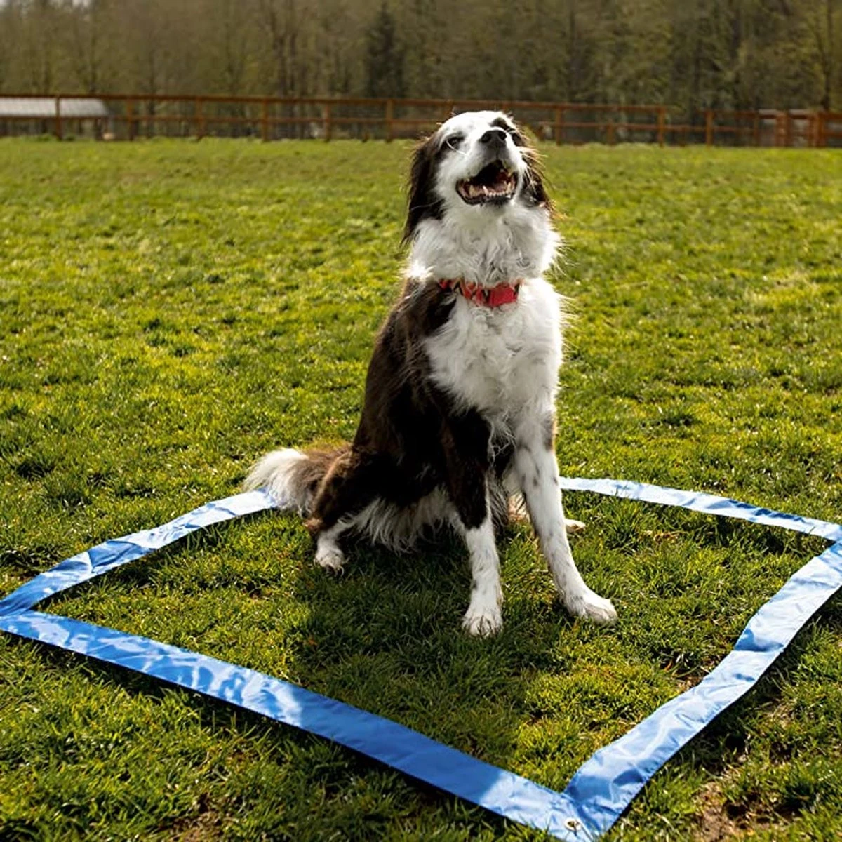 Agility Voor De Hond - 16 Delig - Agility Set - Hondentunnel - Horde - Slalom Palen - Honden Training Set - Honden Behendigheidsset - Agility Toestellen 14 Agility Voor De Hond - 16 Delig - Agility Set - Hondentunnel - Horde - Slalom Palen - Honden Training Set - Honden Behendigheidsset - Agility Toestellen - Afbeelding 12