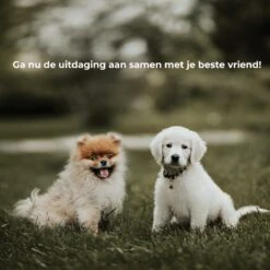 AYOO Agility Voor De Hond - Honden Training - Honden Behendigheid Set - Hondenparcours - Training Huisdieren - Honden Agility Set - Slalom - Horde - Draagzak - Agility Set - Oranje - Wit - GRATIS Speeltouw -Honden Benodigdheden Verkoop 1200x1200 2429