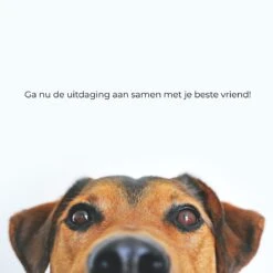 AYOO Agility Voor De Hond - Honden Agility Set - Honden Training - Honden Behendigheid Set - Honden Parcours - Training Huisdieren - Tunnel - Slalom - Horde - Draagzak - 21 Delig - GRATIS Speeltouw -Honden Benodigdheden Verkoop 1200x1200 2436