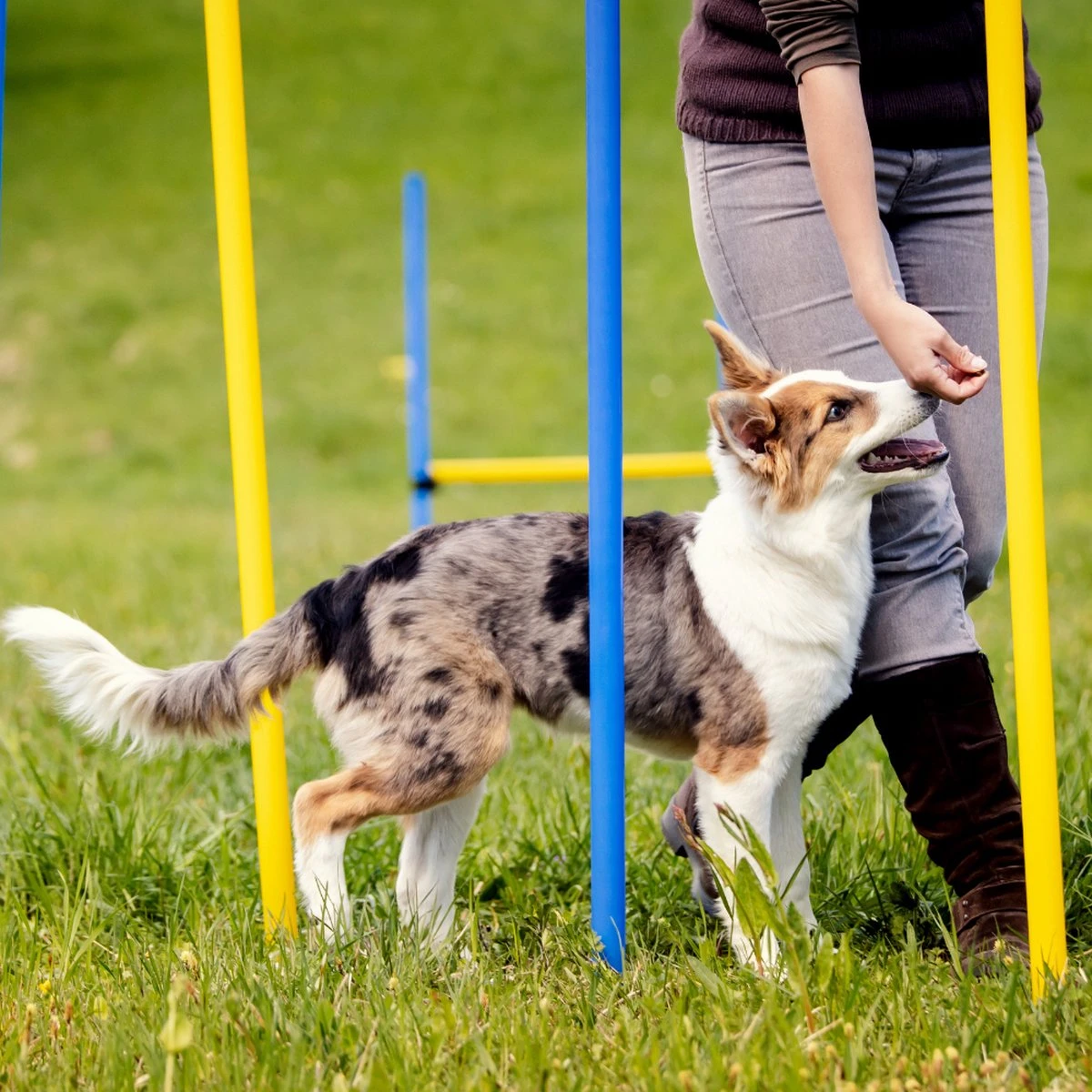 Agility Voor De Hond - Agility Set- Hondentunnel 300 Cm- Slalom Set - Horde - Startveld - Honden Behendigheidsset - 16 Delig - Tunnel - Slalom - Horde - Agility Set Voor De Hond - Agility Set 12 Agility Voor De Hond - Agility Set- Hondentunnel 300 Cm- Slalom Set - Horde - Startveld - Honden Behendigheidsset - 16 Delig - Tunnel - Slalom - Horde - Agility Set Voor De Hond - Agility Set - Afbeelding 10