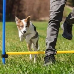 Agility Voor De Hond - Agility Set- Hondentunnel 300 Cm- Slalom Set - Horde - Startveld - Honden Behendigheidsset - 16 Delig - Tunnel - Slalom - Horde - Agility Set Voor De Hond - Agility Set 26 Agility Voor De Hond - Agility Set- Hondentunnel 300 Cm- Slalom Set - Horde - Startveld - Honden Behendigheidsset - 16 Delig - Tunnel - Slalom - Horde - Agility Set Voor De Hond - Agility Set -Honden Benodigdheden Verkoop 1200x1200 2450