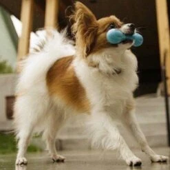 West Paw Zogoflex Hurley - Super Sterk Kauwbot Voor Honden - Kleur: Blauw, Maat: Large -Honden Benodigdheden Verkoop 1200x1200 2458