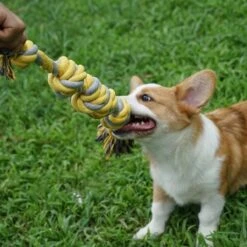 BoDutch Flostouw Hond - Hondenspeelgoed - Trektouw Hond - Hondentouw - Flostouw Hond - 60 Cm - Apporteerspeelgoed - Geel/Grijs 14 BoDutch Flostouw Hond - Hondenspeelgoed - Trektouw Hond - Hondentouw - Flostouw Hond - 60 Cm - Apporteerspeelgoed - Geel/Grijs -Honden Benodigdheden Verkoop 1200x1200 2478