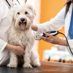 Nobleza Dieren Tondeuse Set - 4 Opzetkammen - Draadloos - Voor Huisdieren Katten & Honden -Honden Benodigdheden Verkoop 1200x1200 388