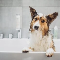 Greenfields Vacht Verzorging Set Voor Honden Shampoo, Conditioner & Droogshampoo -Honden Benodigdheden Verkoop 1200x1200 454