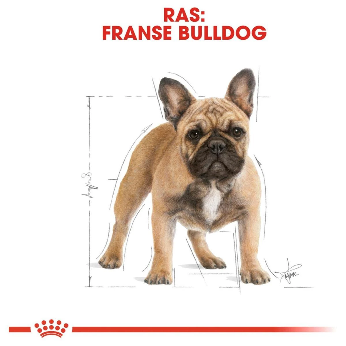 Royal Canin French Bulldog Adult 9 KG 11 Royal Canin French Bulldog Adult 9 KG - Afbeelding 9