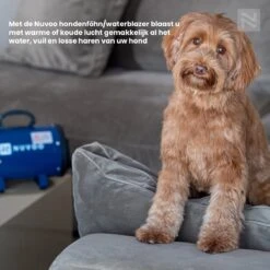 Nuvoo Professionele Hondenföhn / Waterblazer / Hondenborstel Met 3 Opzetstukken - Verstelbare Vermogen Tot 2200W - Warme / Koude Stand - Zwart 18 Nuvoo Professionele Hondenföhn / Waterblazer / Hondenborstel Met 3 Opzetstukken - Verstelbare Vermogen Tot 2200W - Warme / Koude Stand - Zwart -Honden Benodigdheden Verkoop 1200x1200 520