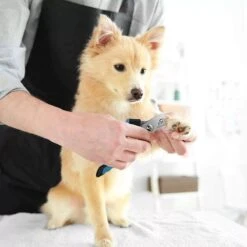 Merkloos Zetamo Professionele Nagelschaar|Nagelschaar Hond | Nagelschaar Kat| Nagelknipper Hond En Kat| Nagelknipper Kat| Nagelknipper Hond|NagelTang Dieren|Poot Verzorging -Honden Benodigdheden Verkoop 1200x1200 623