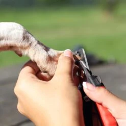 Merkloos Nagelschaar - Nagelschaartje - Nagelknipper - Geschikt Voor Hond Kat Konijn Cavia Vogel - 12 CM -Honden Benodigdheden Verkoop 1200x1200 629