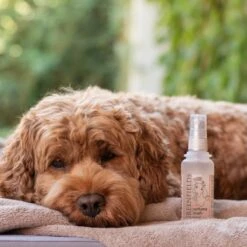 Hondenparfum Spray In 4 Geuren - Greenfields - Alchoholvrije En PH Neutrale Formule Tegen Onaangename Geurtjes - 50ml - Wild -Honden Benodigdheden Verkoop 1200x1200 689