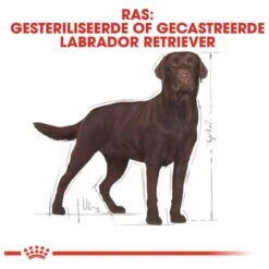 Royal Canin Labrador Retriever Sterilised 12 KG 24 Royal Canin Labrador Retriever Sterilised 12 KG -Honden Benodigdheden Verkoop 1200x1200 9