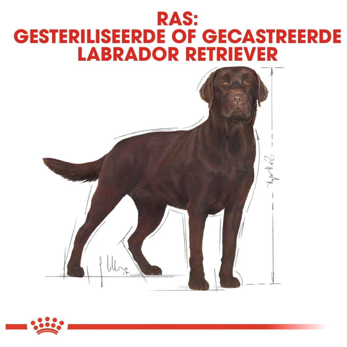Royal Canin Labrador Retriever Sterilised 12 KG 9 Royal Canin Labrador Retriever Sterilised 12 KG - Afbeelding 7