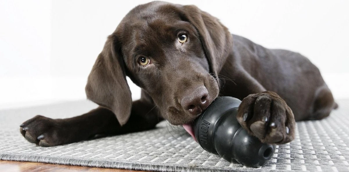 Kong Extreme - Hondenspeelgoed - Zwart - XL 10 Kong Extreme - Hondenspeelgoed - Zwart - XL - Afbeelding 8