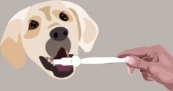 Aedogz Tandsteen Verwijder Spons Hond & Kat - Verwijdert Tandsteen, Aanslag En Vlekken - Verfrist De Adem Voorkomt Tandvleesproblemen. -Honden Benodigdheden Verkoop 1200x632 1