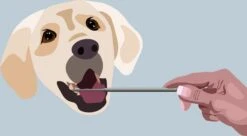 AE Dogz Tandsteenverwijderaar/Tandenkrabber -Honden Benodigdheden Verkoop 1200x663 6