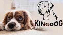 Kingdog - Groot Honden- En Kattenbed | Dierenmand 100 X 75 | Groen - Maat L -Honden Benodigdheden Verkoop 1200x665