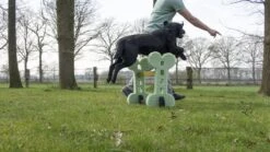 Dog Agility Set Indoor En Outdoor - Honden Trainingsset - 10 Dog Agility Set Indoor En Outdoor - Honden Trainingsset - -Honden Benodigdheden Verkoop 1200x674 11