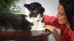 Vacht Verzorgingsborstel Voor Huisdieren - Blauw - LimitedDeals - Voor Honden Katten Konijnen Paarden - Tevens Massage Handschoen Voor Dieren! - Goed Voor De Verzorging Van De Vacht -Honden Benodigdheden Verkoop 1200x674