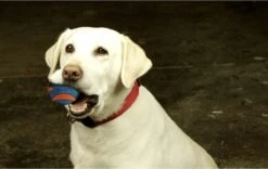 Chuckit! Chuckit Ultra Squeaker Ball Medium ø 6 Cm 2 - Pack -Honden Benodigdheden Verkoop 1200x760 3