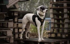 Always Prepared © Pro K9 Hondentuig - Anti Trek - Y Tuig - Middel En Grote Hond - Veiligheidstuig 28 Always Prepared © Pro K9 Hondentuig - Anti Trek - Y Tuig - Middel En Grote Hond - Veiligheidstuig -Honden Benodigdheden Verkoop 1200x761 4