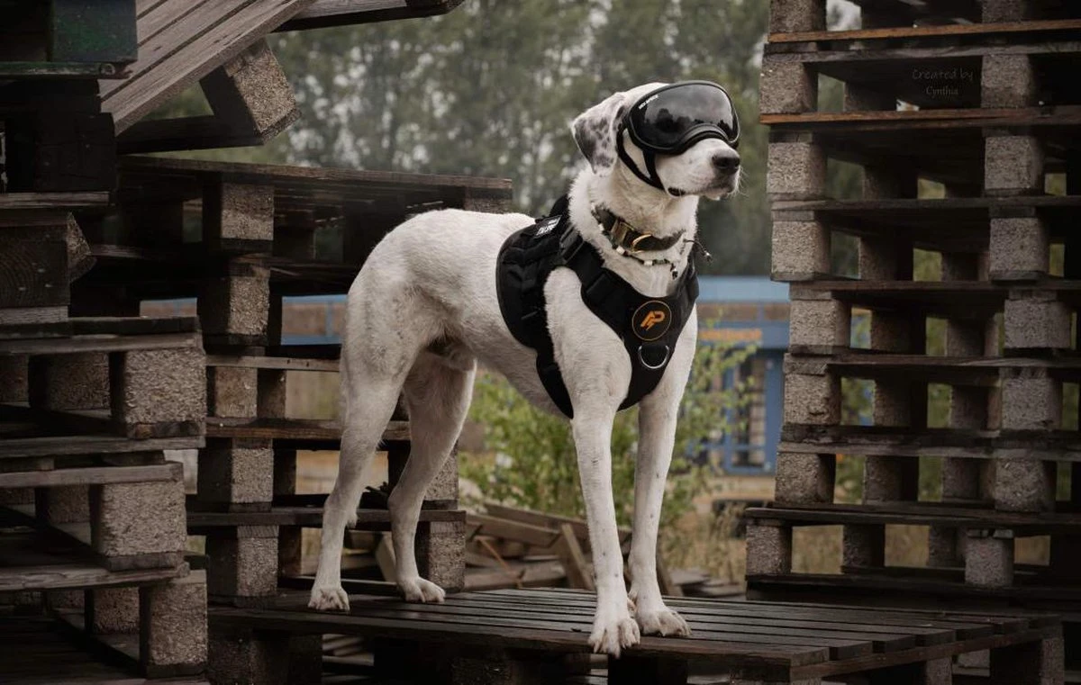 Always Prepared © Pro K9 Hondentuig - Anti Trek - Y Tuig - Middel En Grote Hond - Veiligheidstuig 15 Always Prepared © Pro K9 Hondentuig - Anti Trek - Y Tuig - Middel En Grote Hond - Veiligheidstuig - Afbeelding 13