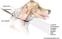 Anny.X Hondentuig Y Tuig Bruin Barnsteen Maat L Geschikt Voor Borstomvang 70-86cm -Honden Benodigdheden Verkoop 1200x765 3