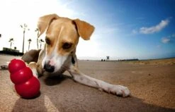 Kong Kauwbot - Hondenspeelgoed - Rood - L -Honden Benodigdheden Verkoop 1200x771 8