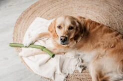 Beeztees Sumo Fit Stick - Hondenspeelgoed - Rubber - Oranje - 50 Cm -Honden Benodigdheden Verkoop 1200x793 12