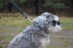 Hondenriem Leer - 2 Meter - Zwart - Hoge Kwaliteit Leer - Lederen Hondenriem - Ambachtelijk Gemaakt In Portugal -Honden Benodigdheden Verkoop 1200x794 4