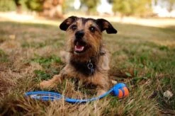 Chuckit! Ultra Ball XL – Honden Speelgoed – Ø 9 Cm – Oranje/Blauw – Apporteerspeelgoed – 1-Pack -Honden Benodigdheden Verkoop 1200x797 10