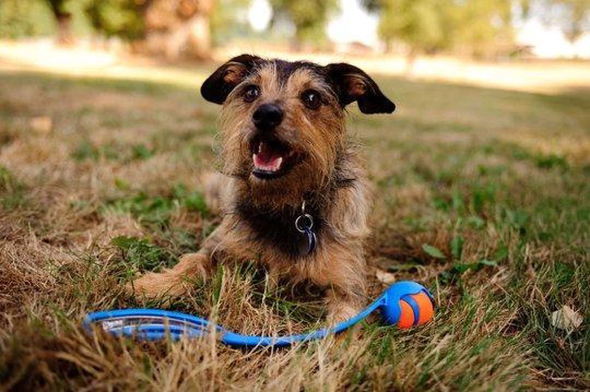 Chuckit! Chuckit Ultra Ball Hondenspeelgoed - Oranje - M - 2 Ballen - Ø 6cm 5 Chuckit! Chuckit Ultra Ball Hondenspeelgoed - Oranje - M - 2 Ballen - Ø 6cm - Afbeelding 3