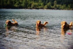 Chuckit! Ultra Bal - L - 7 Cm -Honden Benodigdheden Verkoop 1200x797 7