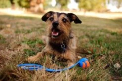 Chuckit! Ultra Bal - L - 7 Cm -Honden Benodigdheden Verkoop 1200x797 8