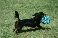 JW HOL-EE ROLLER Medium – Hondenbal Rubber – 11,5 Cm -Honden Benodigdheden Verkoop 1200x798 12