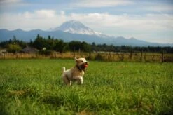 Chuckit! Ultra Ball XL – Honden Speelgoed – Ø 9 Cm – Oranje/Blauw – Apporteerspeelgoed – 1-Pack -Honden Benodigdheden Verkoop 1200x798 17