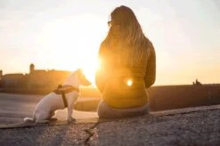 Julius K9 Julius-K9 IDC®Powertuig, XS - Mini-Mini, Neon -Honden Benodigdheden Verkoop 1200x799 51