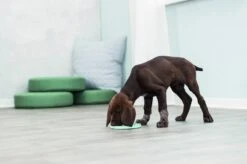 Trixie Junior Likplaat Mintgroen (15X15 CM) 21 Trixie Junior Likplaat Mintgroen (15X15 CM) -Honden Benodigdheden Verkoop 1200x799 57