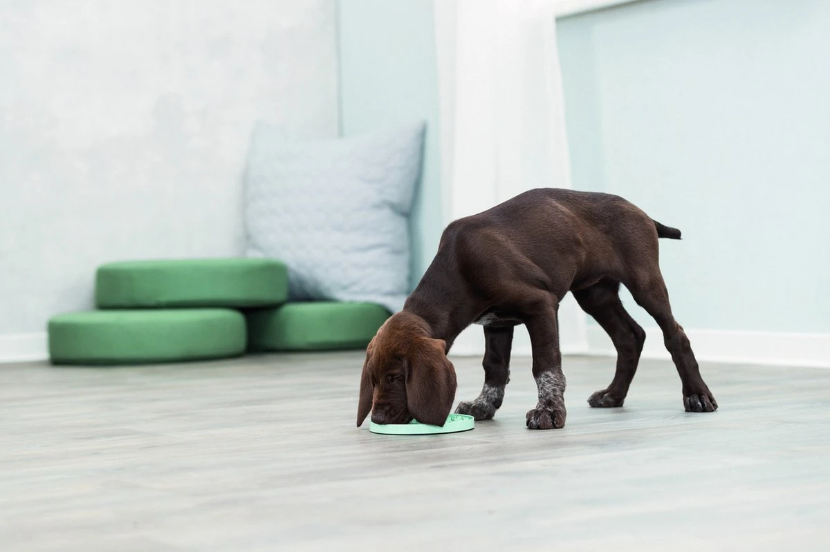 Trixie Junior Likplaat Mintgroen (15X15 CM) 11 Trixie Junior Likplaat Mintgroen (15X15 CM) - Afbeelding 9