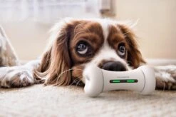 Wickedbone - Automatisch, Interactief En Intelligent Speelgoed Voor Honden - App & Bluetooth Bestuurbaar - USB Oplaadbaar -Honden Benodigdheden Verkoop 1200x799 59