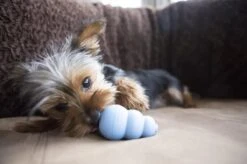 Kong Puppy - Kauwbot Hondenspeelgoed Small - Kauwbot - 85mm X 42mm - Groen/Wit -Honden Benodigdheden Verkoop 1200x799 64