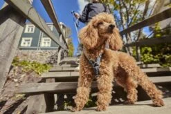 Hurtta Hondentuig - Hondenharnas - Y-harness - Kleur: Hedge - Maat:55-65 Cm -Honden Benodigdheden Verkoop 1200x800 122