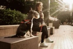 Julius K9 Julius-K9 IDC®Powertuig, S - Mini, Neon -Honden Benodigdheden Verkoop 1200x800 124