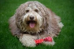 Kauwbot Hond Extra Sterk Kauwspeelgoed Melk Geur Smaak Honden Speelgoed - Rood Wit - Dutchwide 16 Kauwbot Hond Extra Sterk Kauwspeelgoed Melk Geur Smaak Honden Speelgoed - Rood Wit - Dutchwide -Honden Benodigdheden Verkoop 1200x800 127