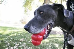 Kong Kauwbot - Hondenspeelgoed - Rood - L -Honden Benodigdheden Verkoop 1200x800 169