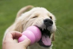 Kong Puppy - Hondenspeelgoed - Assorti - L -Honden Benodigdheden Verkoop 1200x800 175