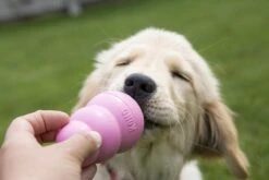 Kong Puppy - Hondenspeelgoed - Assorti - L -Honden Benodigdheden Verkoop 1200x800 176