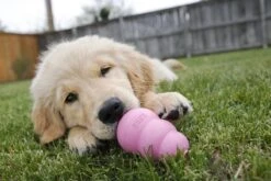 Kong Puppy - Hondenspeelgoed - Assorti - L -Honden Benodigdheden Verkoop 1200x800 177