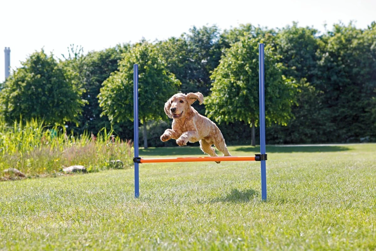 Trixie Dog Activity Agility Horde - Blauw/Oranje - 123 X 115 X 3 Cm 8 Trixie Dog Activity Agility Horde - Blauw/Oranje - 123 X 115 X 3 Cm - Afbeelding 6
