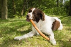 Beeztees Sumo Fit Stick - Hondenspeelgoed - Rubber - Oranje - 50 Cm -Honden Benodigdheden Verkoop 1200x800 199